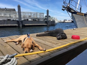 Dock dogs